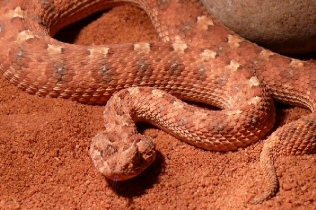 Horned Adder (Bitis caudalis) camouflaged in sandy desert terrain
