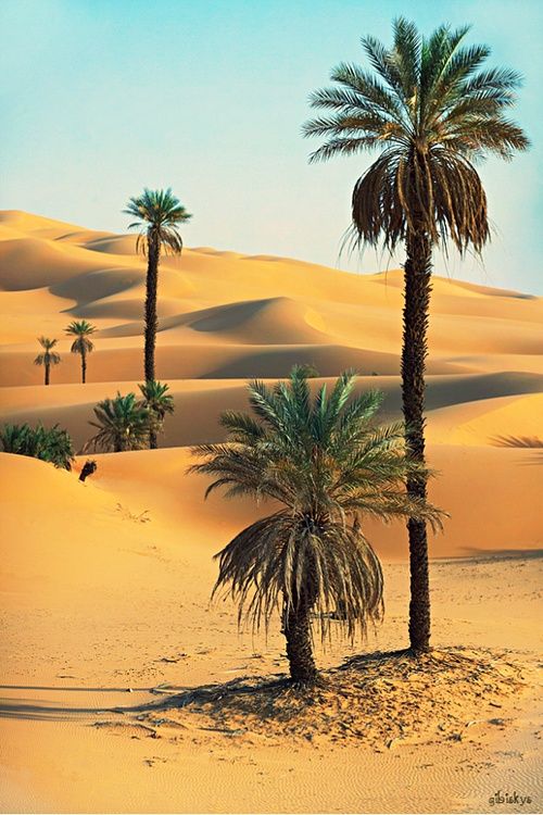 Expansive view of the Sahara Desert with rolling golden sand dunes under a clear blue sky.