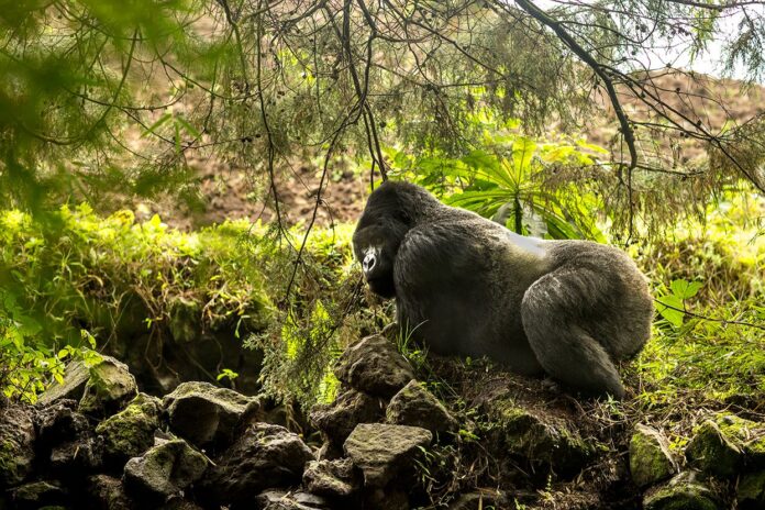 mountain gorilla